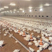 ardú urlár broiler